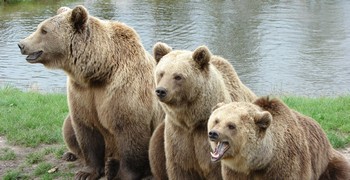 Бесплатные пазлы с медведями