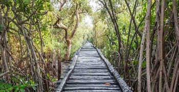 Остров мангровых растений